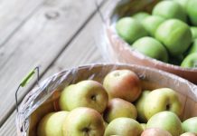 Fall in the South: U-Pick Orchards