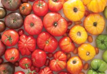 Delicious, Nutritious, Even Edifying: The Joys of Summer Tomatoes Tomato image - Taste of the South