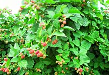 5 of West Virginia’s Best U-Pick Berry Spots black raspberry bush