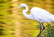 Travel the Wondrous Waterways of Louisiana’s Cajun Coast Travel the Wondrous Waterways of Louisiana’s Cajun Coast