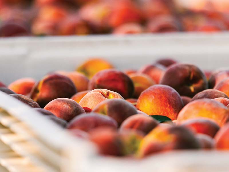 Peaches from Lane Southern Orchards