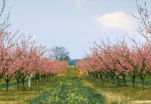 Magic in Macon Magic in Macon