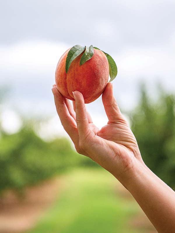 Peach from Pearson Farms